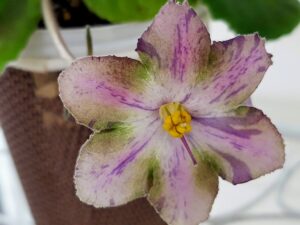 Dn-Lakrichnaia Karamel' první květ