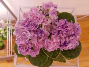 Dn-Tsvetnye Valentinki kvetoucí rostlina
