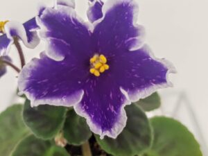 Dn-Zoriane Siaivo květ