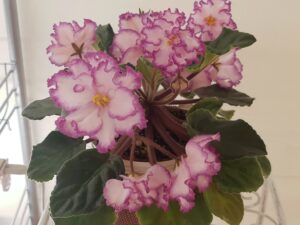 Ian-Menuet kvetoucí rostlina