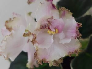 LE-Aiumi detail květu