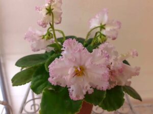 LE-Vzbitye Slivki kvetoucí rostlina