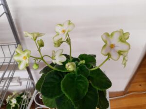 Dn-Lakrichnaia Karamel' kvetoucí rostlina