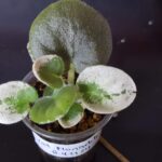 Zakořeněný list s malými rostlinkami