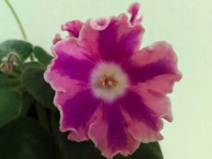 DS-Pinka detail květu